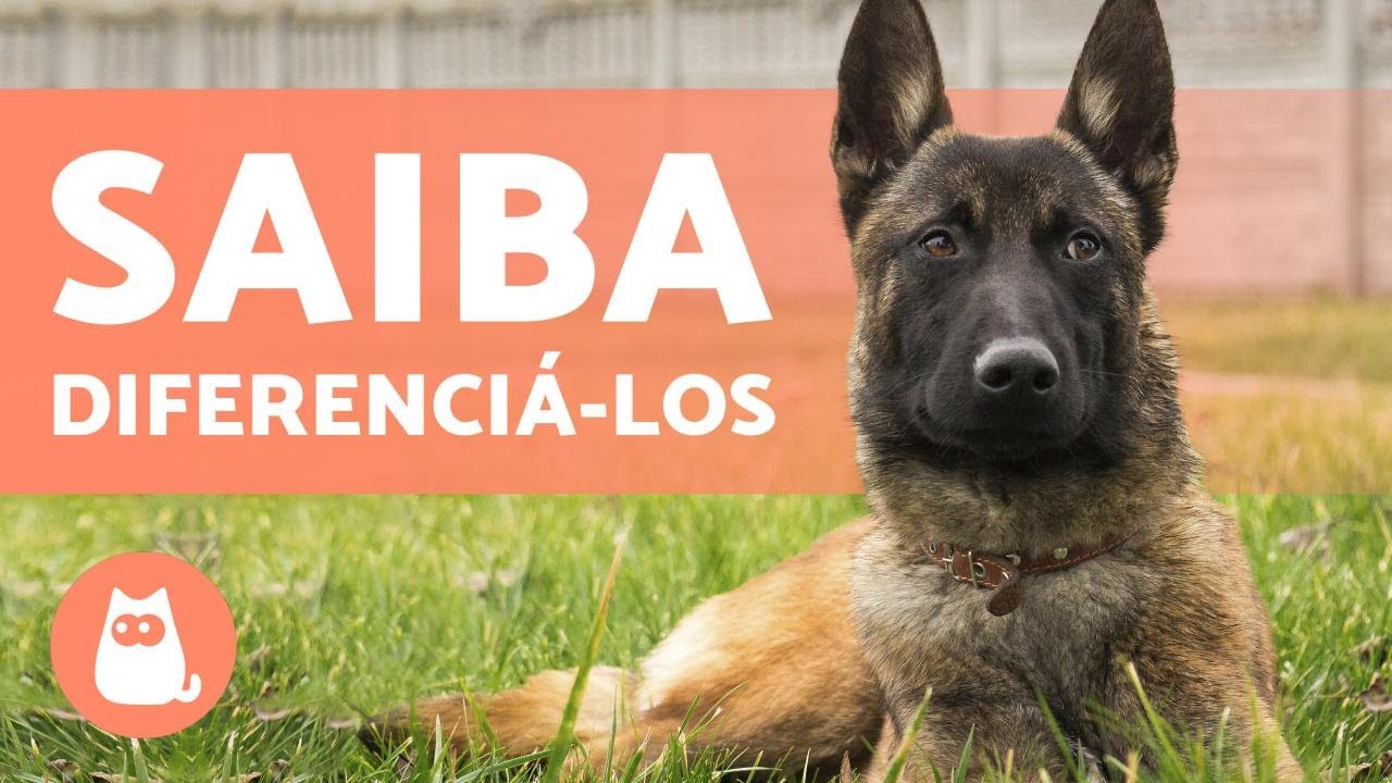 Conheça o Pastor Belga de Malinois