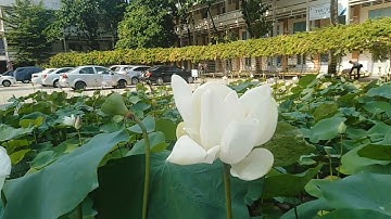 Trường ĐH GTVT TP.HCM