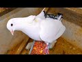 Живая вода голубям и кормления. Living water for pigeons