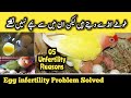 infertility in birds | infertile eggs solution | birds unfertile eggs problem solved