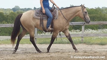 Freckles Dun Playboy - slow jogs, stops, turns! - ValleyViewRanch.net