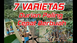 7 VARIETAS DURIAN PALING CEPAT BERBUAH