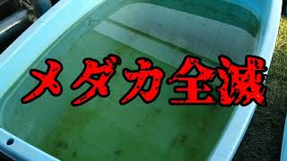 Medaka] The Story of the Man Who Wiped Out His Rice Fish - YouTube