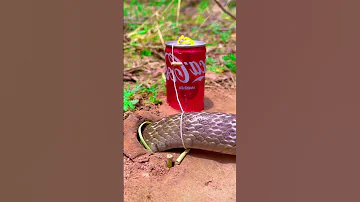 Easy Snake Trap Using Coca Cola Snake Animaltrap Wildlife Trapping Animals Birdcontrol Quail 