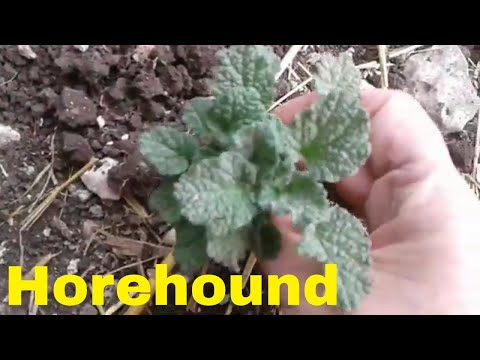 Horehound