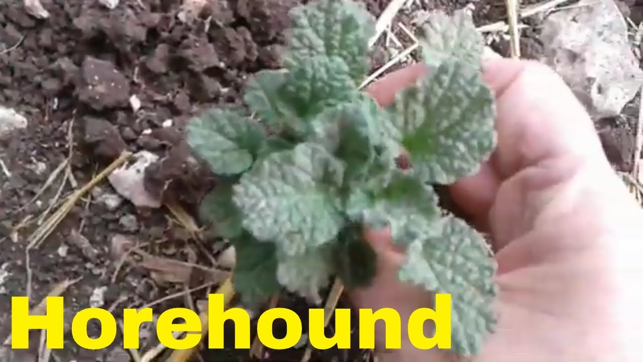 chickens come home to roost Horehound