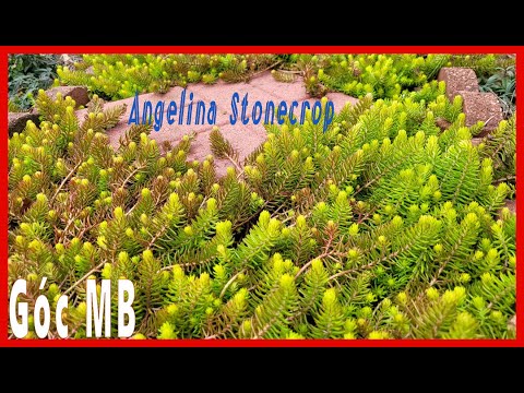 Video: Sedum 'Angelina' Chăm sóc cây trồng - Trồng cây Angelina Stonecrop trong vườn