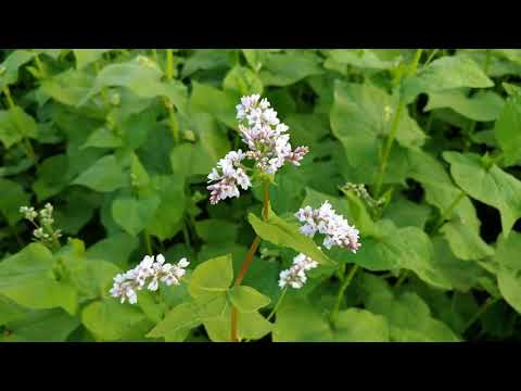 Video: Aussaat Von Buchweizen