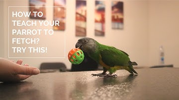 How To Teach Your Bird Fetch? | Elfie The Senegal Parrot Learns Fetch!
