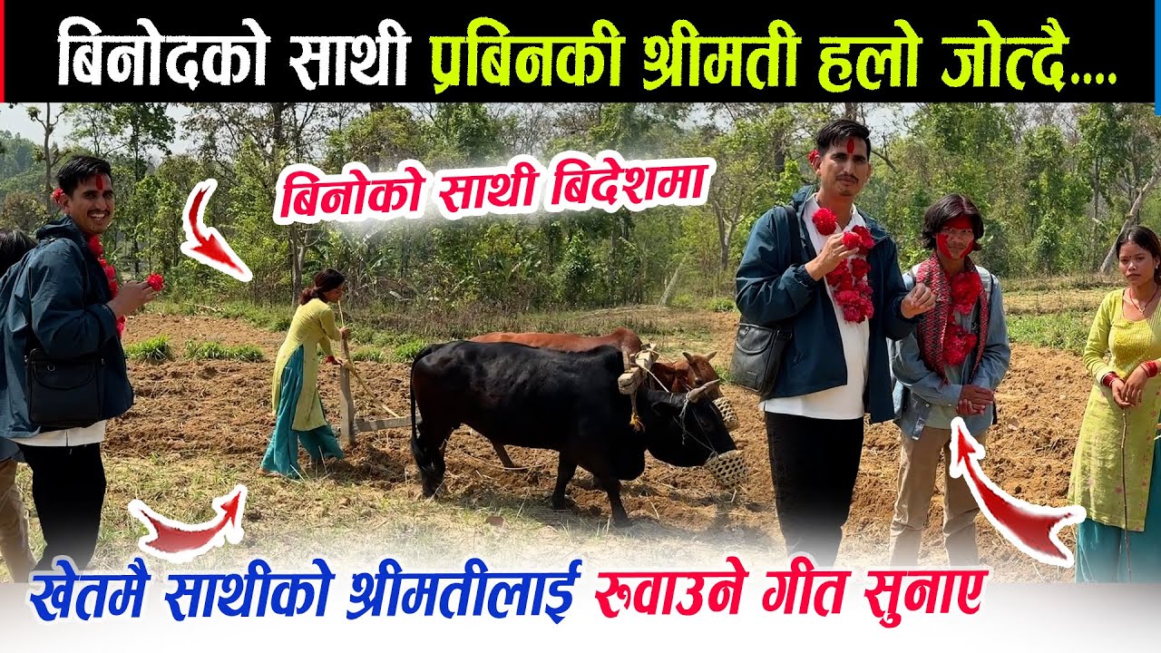 बिनोद महतारा को साथीको श्रीमती चर्को घाममा हलो जोत्दै। बिनोदले खेतमै रुवाउने गीत सुनाए। साथी विदेशमा
