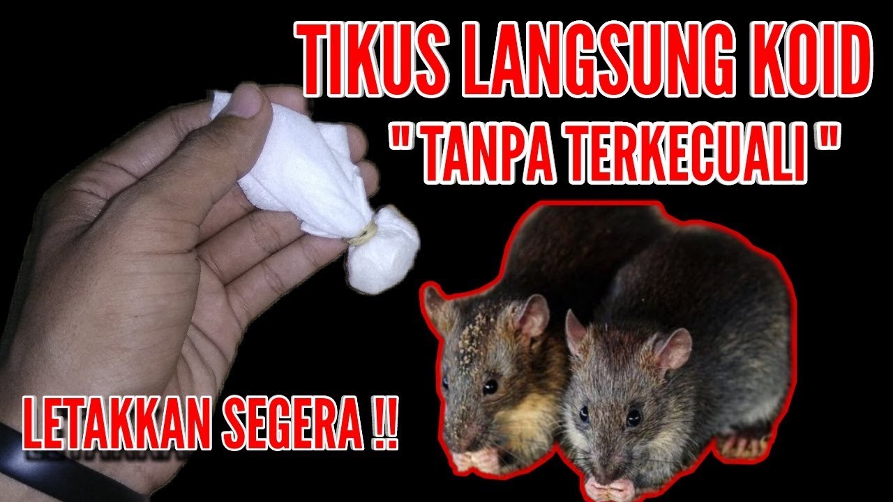 Barang Ajaib Tikus Di Rumah Lari Kocar Kacir Cara Mengusir Tiikus Youtube