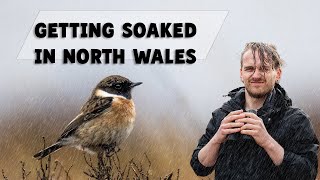 Can I Find Any Birds In This AWFUL Welsh Weather?? | UK Bird Photography