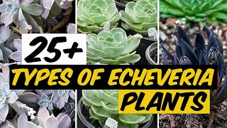 26 Types of Echeveria Plants  The Planet of Greens