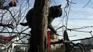 Btitish shorthair cat Sas climbs; by Gorazd Zrimsek 1,048 views 3 years ago 2 minutes, 1 second