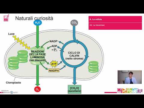 Video: Come si adattano le cellule della palizzata alla fotosintesi?