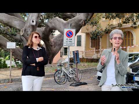 Ficus secolare danneggiato, Obiettivo Bordighera: "Pronto un piano per salvaguardalo e valorizzarlo"