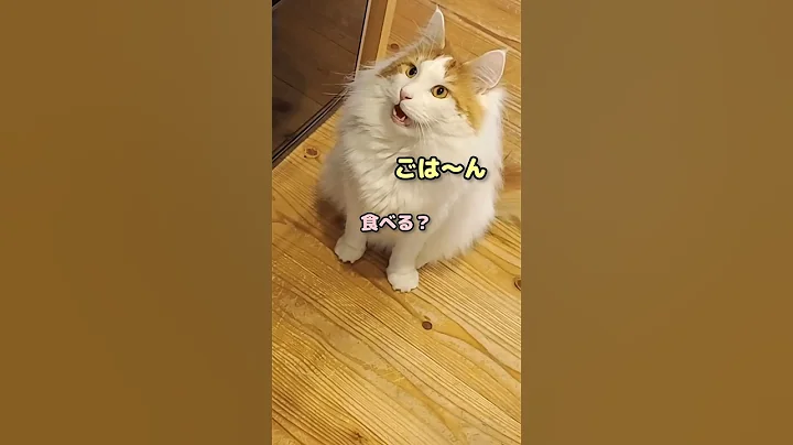 Video 10988081: mainecoon cats catlover, meow maine coon, cute maine coon