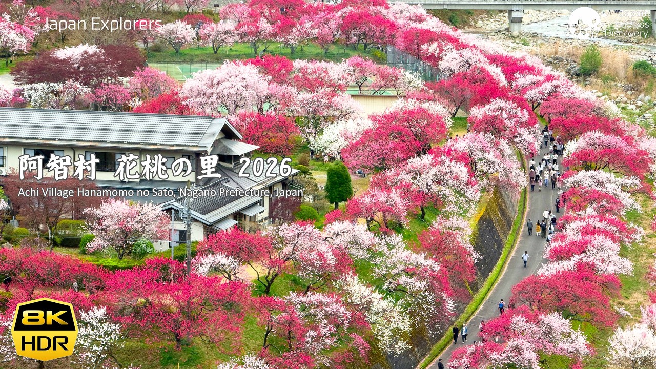阿智村 花桃の里 2026 Achi Village Hanamomo no Sato 8K60pHDR - YouTube