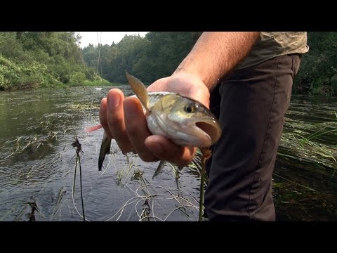 ловля язя нахлыстом на реке