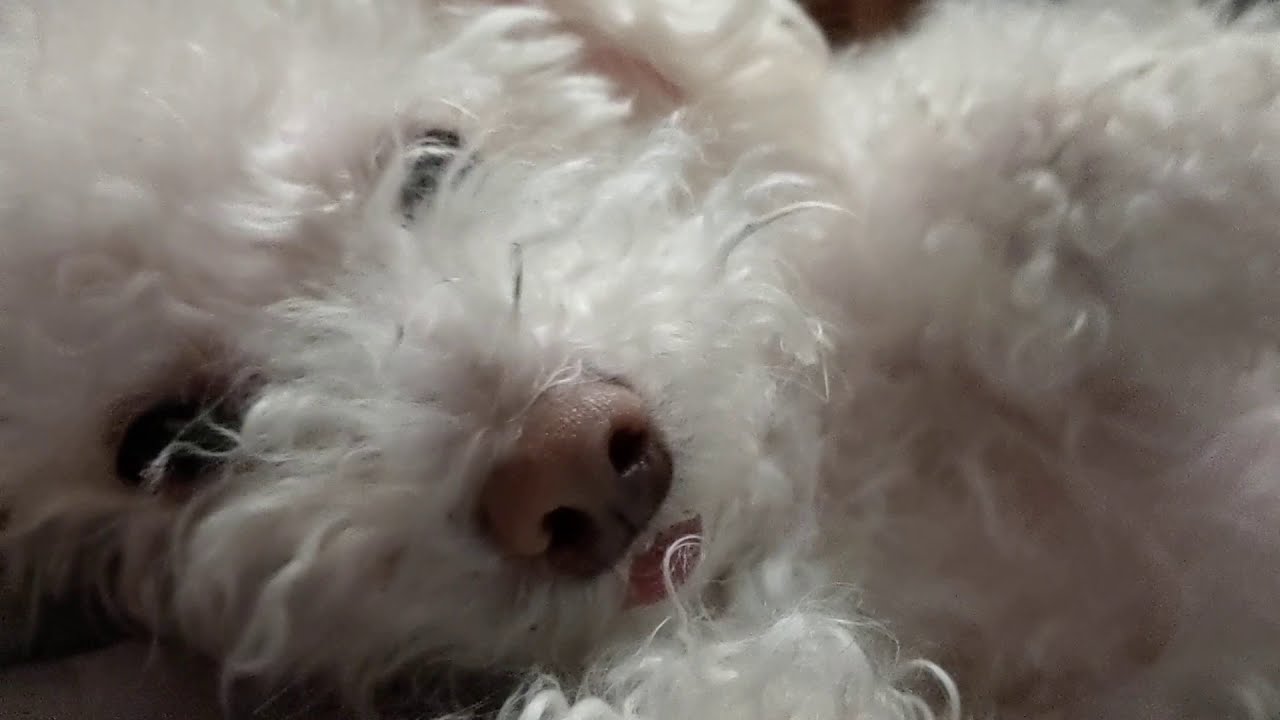 Nighttime pets are the best pets