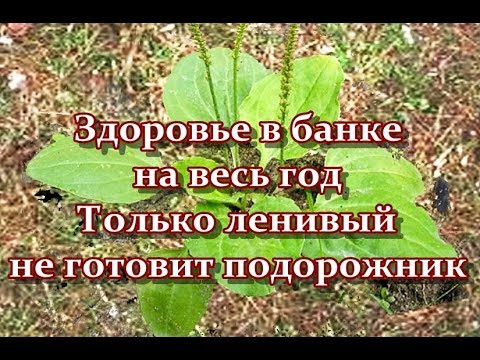 Здоровье в банке на весь год - Только ленивый не готовит подорожник