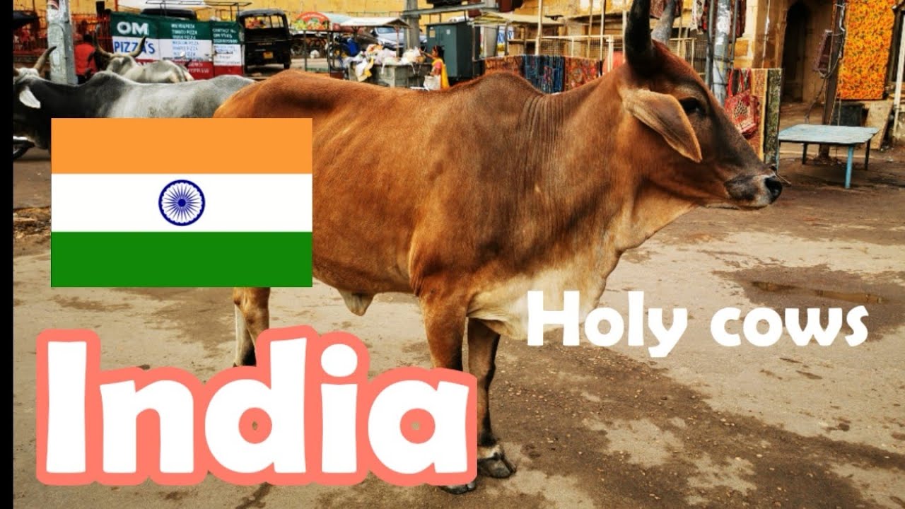 INDIA Heilige koeien in India. Holy cows in India - YouTube