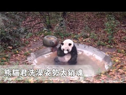 《熊貓主題趴》熊貓君洗澡姿勢太銷魂 路人看了都會把持不住 | iPanda