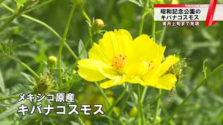 キバナコスモスが見頃　東京・昭和記念公園