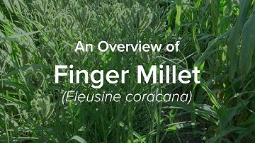 An Overview of Finger Millet | Understudied Indigenous Crops