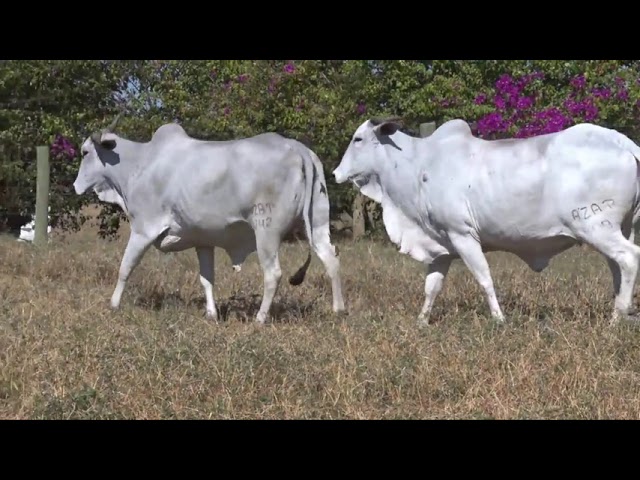 LOTE 23   1342 899 mp4