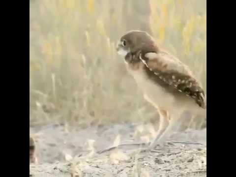 burrowing-owls-pet