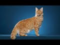 LaPerm - interesting cat breed の動画、YouTube動画。