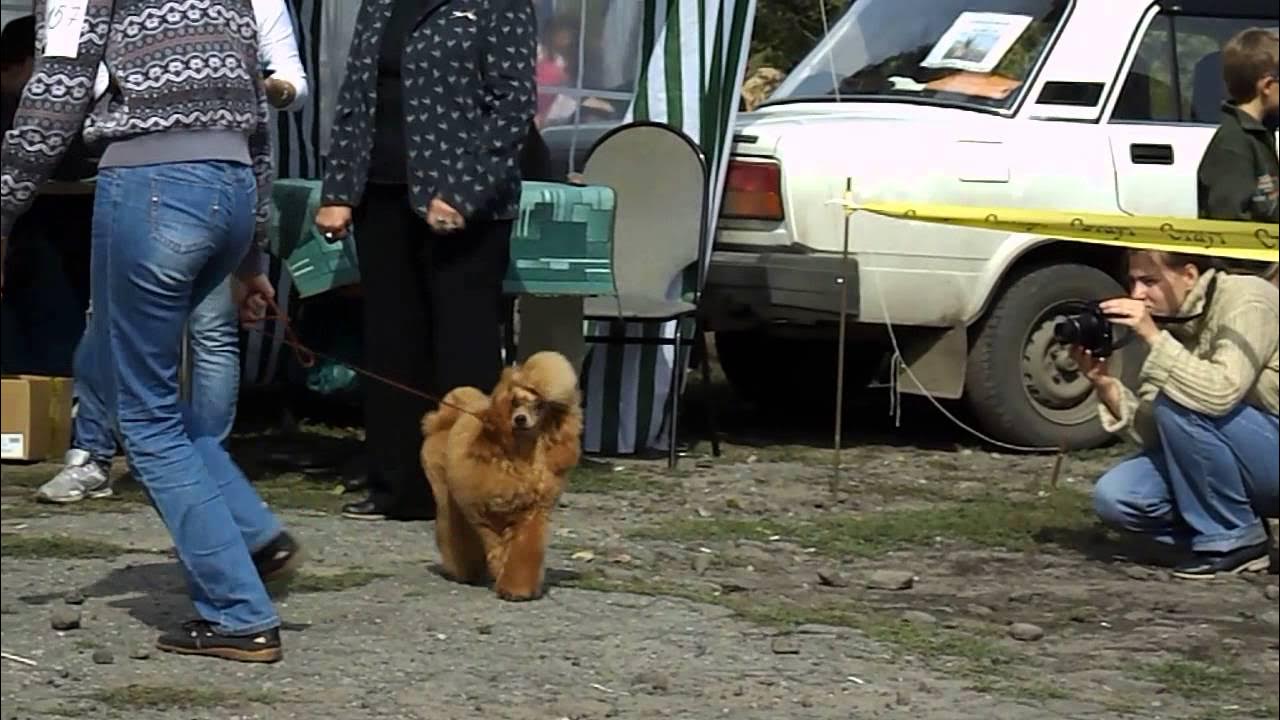 Выставка собак саратов 2024. Выставка собак в Саратове 17.02.24.