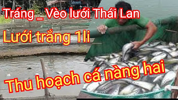 Cung cấp lưới Thái Lan nuôi ốc cá tôm ếch lươn... Tham quan nuôi và cân cá Thác Lác cườm 0335399558