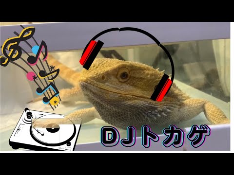 ノリノリなトカゲだんす　beardie boy