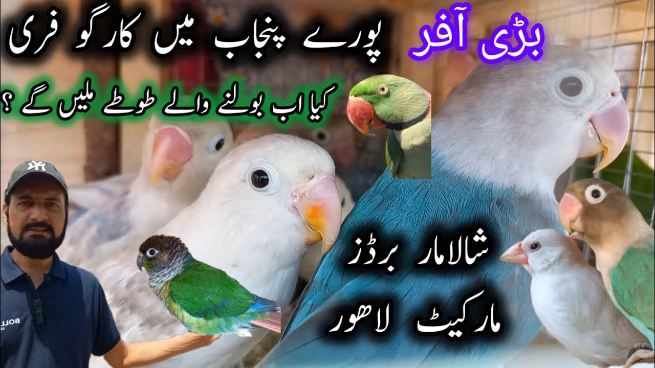 Exotic Birds Market l Talking Parrots l Cargo Free l Latest Urdu Hindi