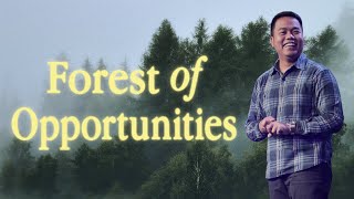 Forest Of Opportunities | Stephen Prado