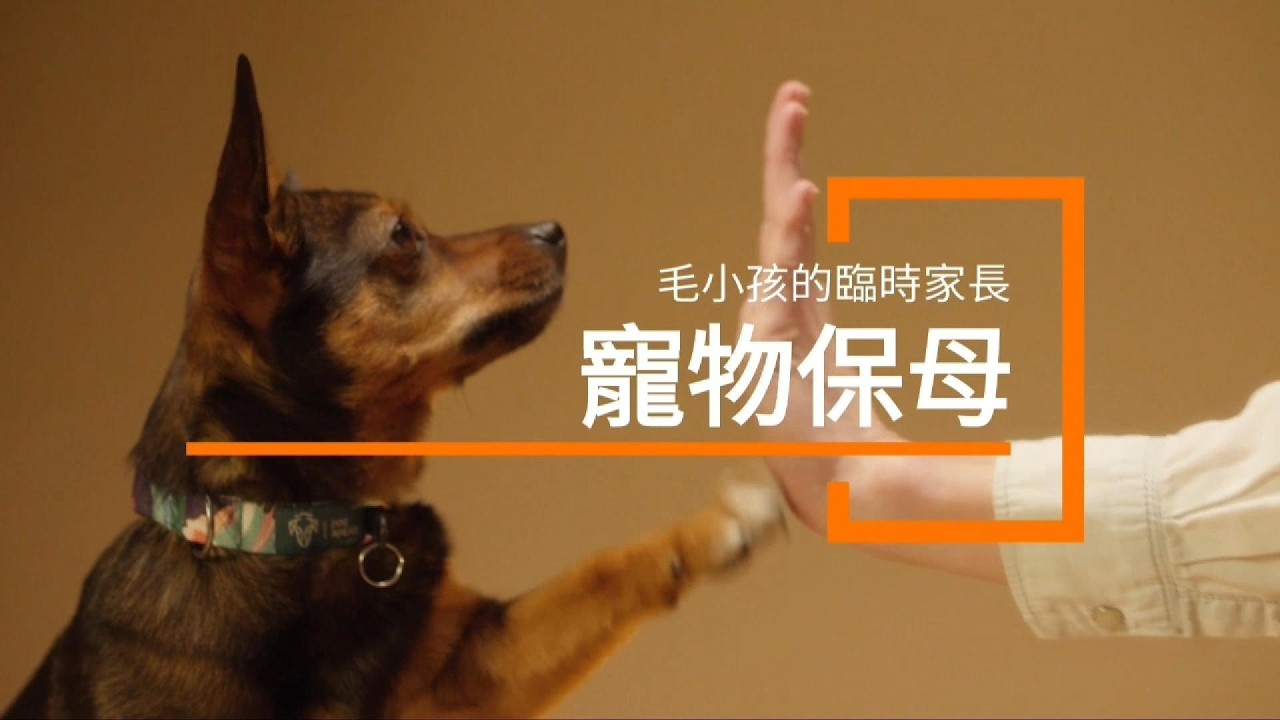 寵物保母紀錄片(短版)