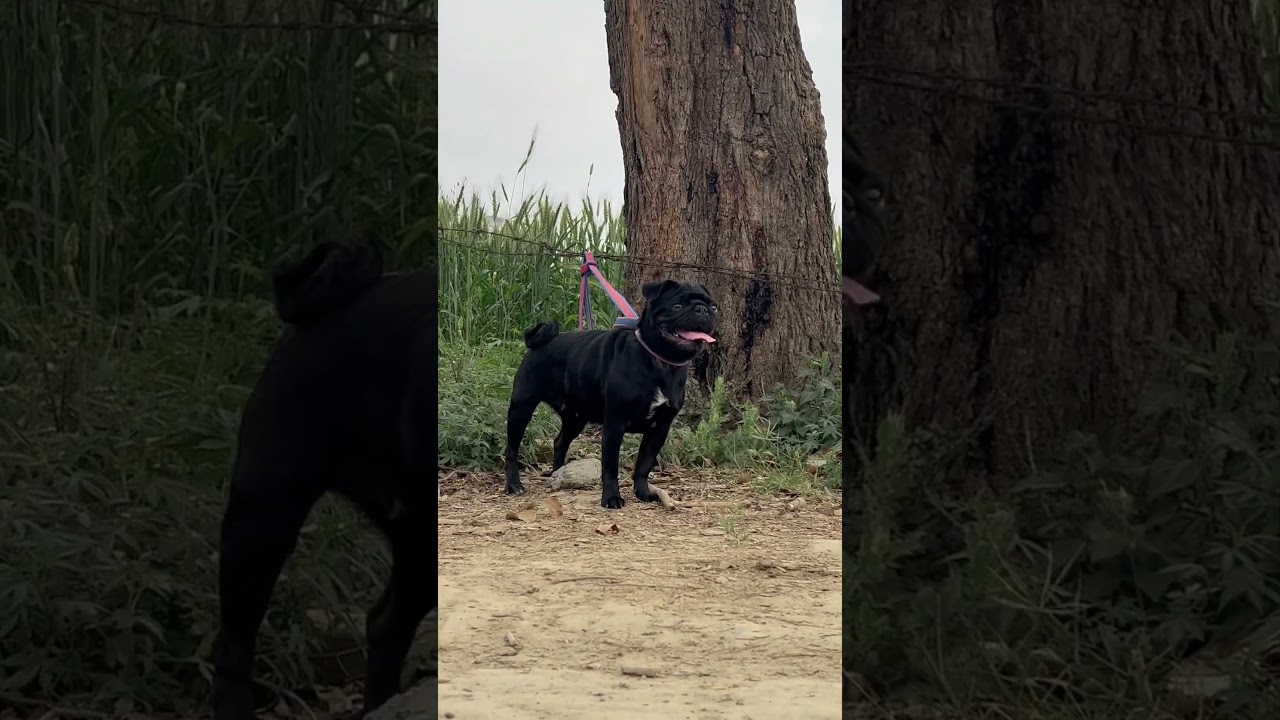 Black pug 🖤