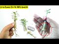 Adenium root training from early stage  complete guide to grow radial roots in adenium