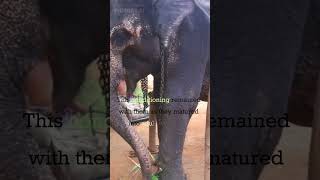 🐘 Unleashing Your Potential: Breaking Free from The Elephant Rope 🌟