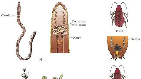 Tricks to learn example of monoecious,dioecious,unisexual,bisexual👍