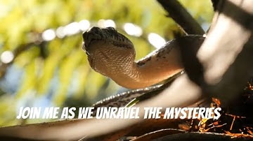 Anaconda vs Python Spotting the Difference | Ultimate Snake Comparison