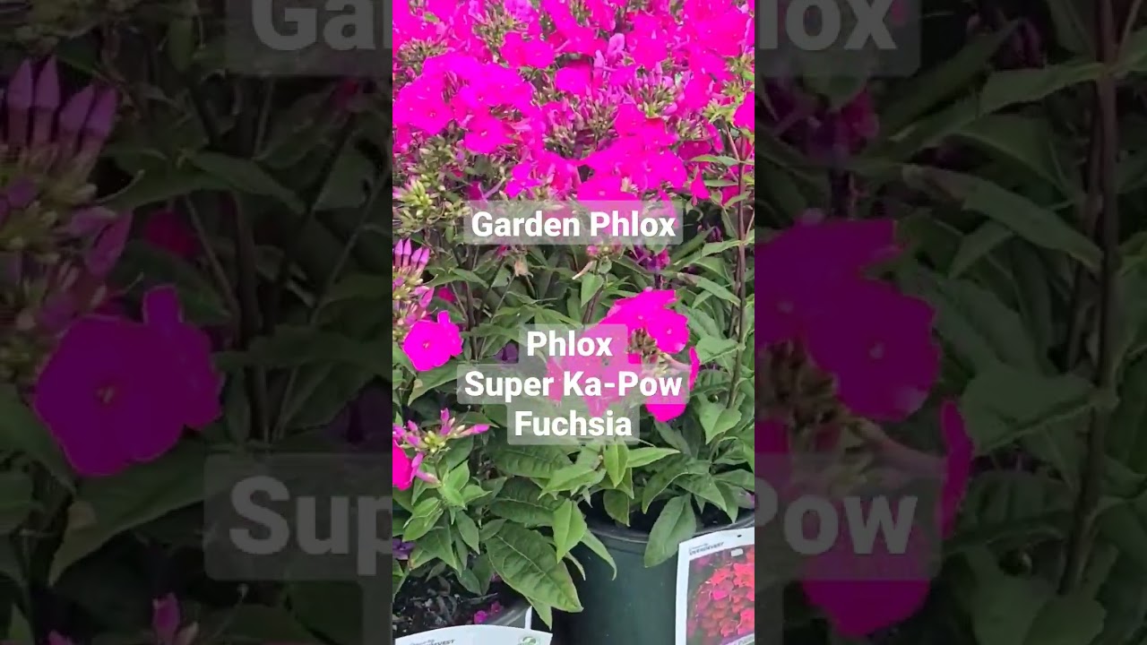 Garden Phlox (Phlox Super Ka-Pow™ Fuchsia) / Wonderful NEW, Easy To Grow Vibrant Perennial