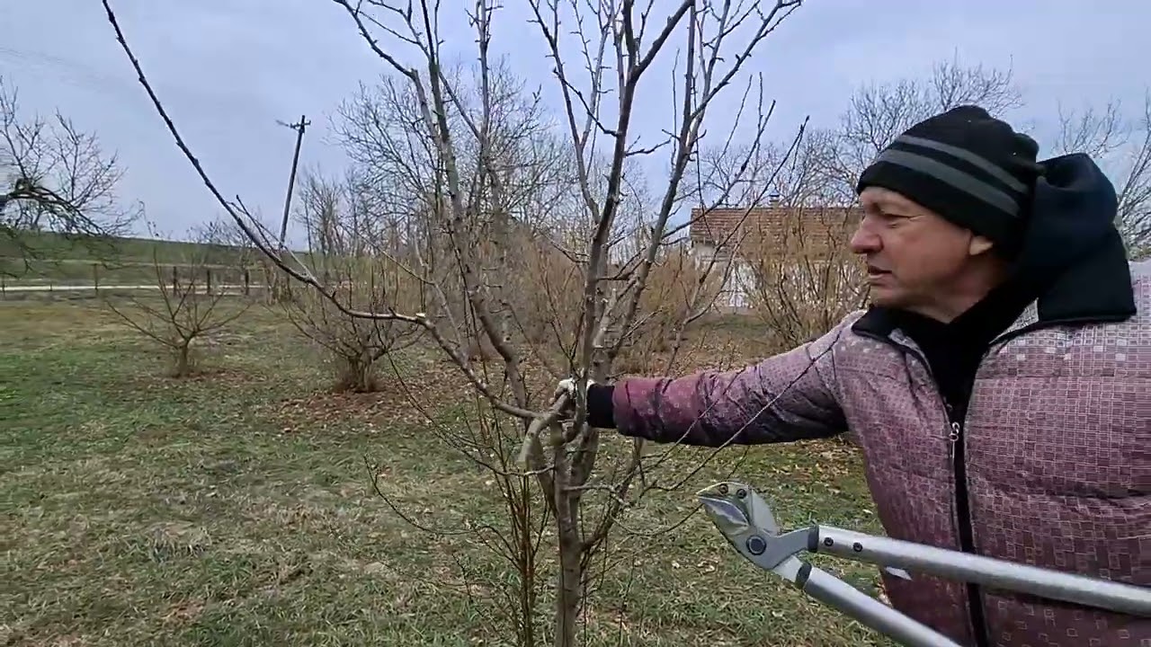 Rezidba šljive