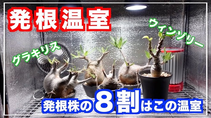 パキポディウム グラキリス 大きめ 発根管理中