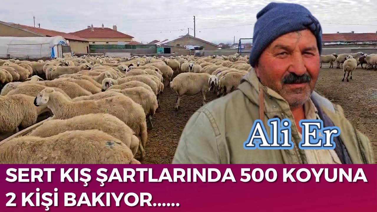 SERT KIŞ ŞARTLARINDA 500 KOYUNA 2 KİŞİ BAKIYOR....