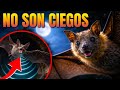 La asombrosa realidad del MURCIÉLAGO que cambiará tu forma de verlo | Animales Salvajes