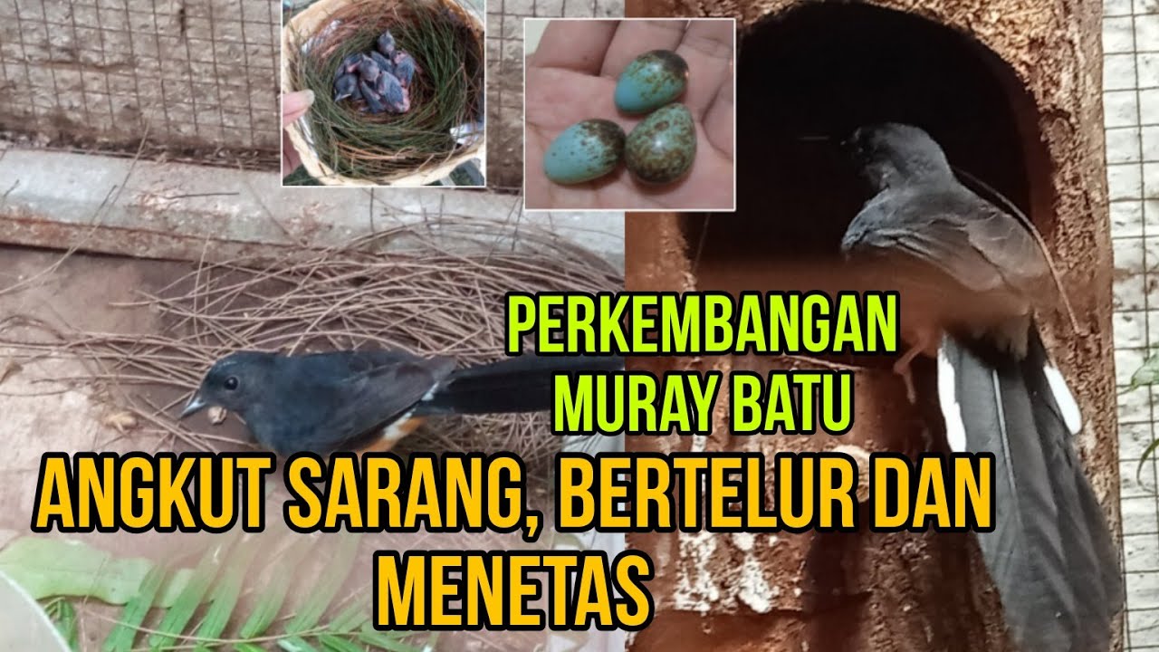 PERKEMBANGAN MURAI BATU ANGKUT SARANG,BERTELUR DAN MENETAS
