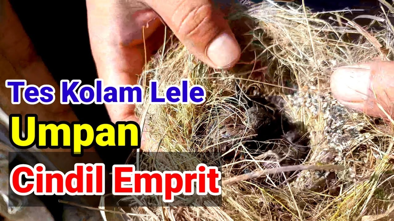 Tes Umpan Lele, Cindil Burung Emprit Bakar !! Kesukaan Lele Babon